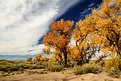 Picture Title - Desert Autumn