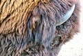 Picture Title - Bison