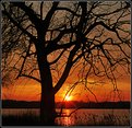 Picture Title - Sunset through the tree