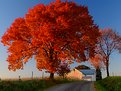 Picture Title - Flaming Ash Tree