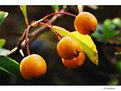 Picture Title - Autumn Fruits