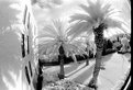 Picture Title - PALMS.