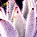 Picture Title - Fuzzy