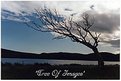 Picture Title - Tree Of Images