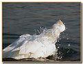 Picture Title - Peking ducks