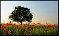 Picture Title - tree and poppies