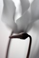 Picture Title - Cyclamen II