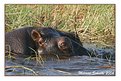 Picture Title - Hippo male