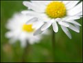 Picture Title - daisy study 4
