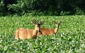 Picture Title - Always eat your veggies