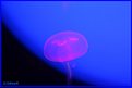 Picture Title - JellyFish