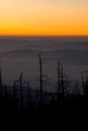 Picture Title - Fraser Firs, Clingmans Dome