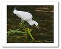 Picture Title - Egret Hunt