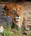 Picture Title - Lion, LA Zoo