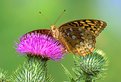 Picture Title - Great Spangled Fritillary