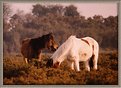 Picture Title - New Forest Ponies