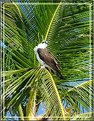 Picture Title - Osprey in palm