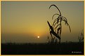 Picture Title - old corn field