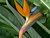 Bird of Paradise