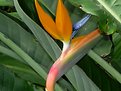 Picture Title - Bird of Paradise