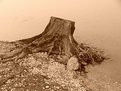 Picture Title - The old tree