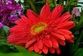 Picture Title - Red Daisy