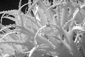 Picture Title - IR Cactus
