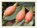 Picture Title - Cactus Fruit