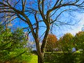 Picture Title - virginia tree (unprocessed)