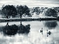 Picture Title - Reflections on Swan Lake
