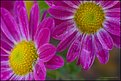 Picture Title - Daisies after rain