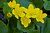 Marsh Marigold