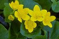 Picture Title - Marsh Marigold