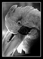 Picture Title - Eye of the Parrot