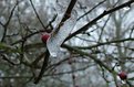 Picture Title - Ice Slug