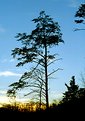 Picture Title - (almost) lonely tree at sunset