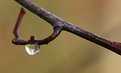 Picture Title - A "world" in a drop.