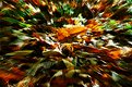 Picture Title - Autumn explosion