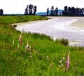 Picture Title - Foxglove by the shore