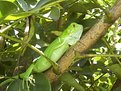Picture Title - Iguana In Bush