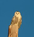 Picture Title - Snowy Owl