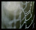 Picture Title - spider web 1