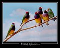 Picture Title - Birds of a feather