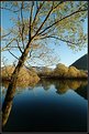 Picture Title - A tree on the river