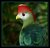 Red Helmed Turaco