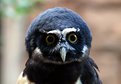 Picture Title - Spectacled Owl