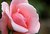 Pink Rose