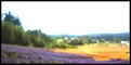 Picture Title - lavender fields 3