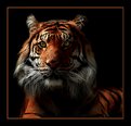 Picture Title - Portrait of a Tiger