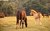 New Forest Ponies II